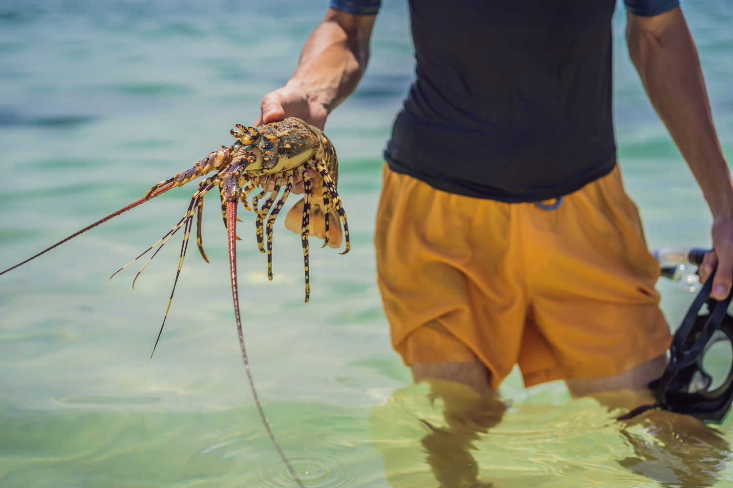 Belize Lobster Season: When & Where to Eat the Best Lobster