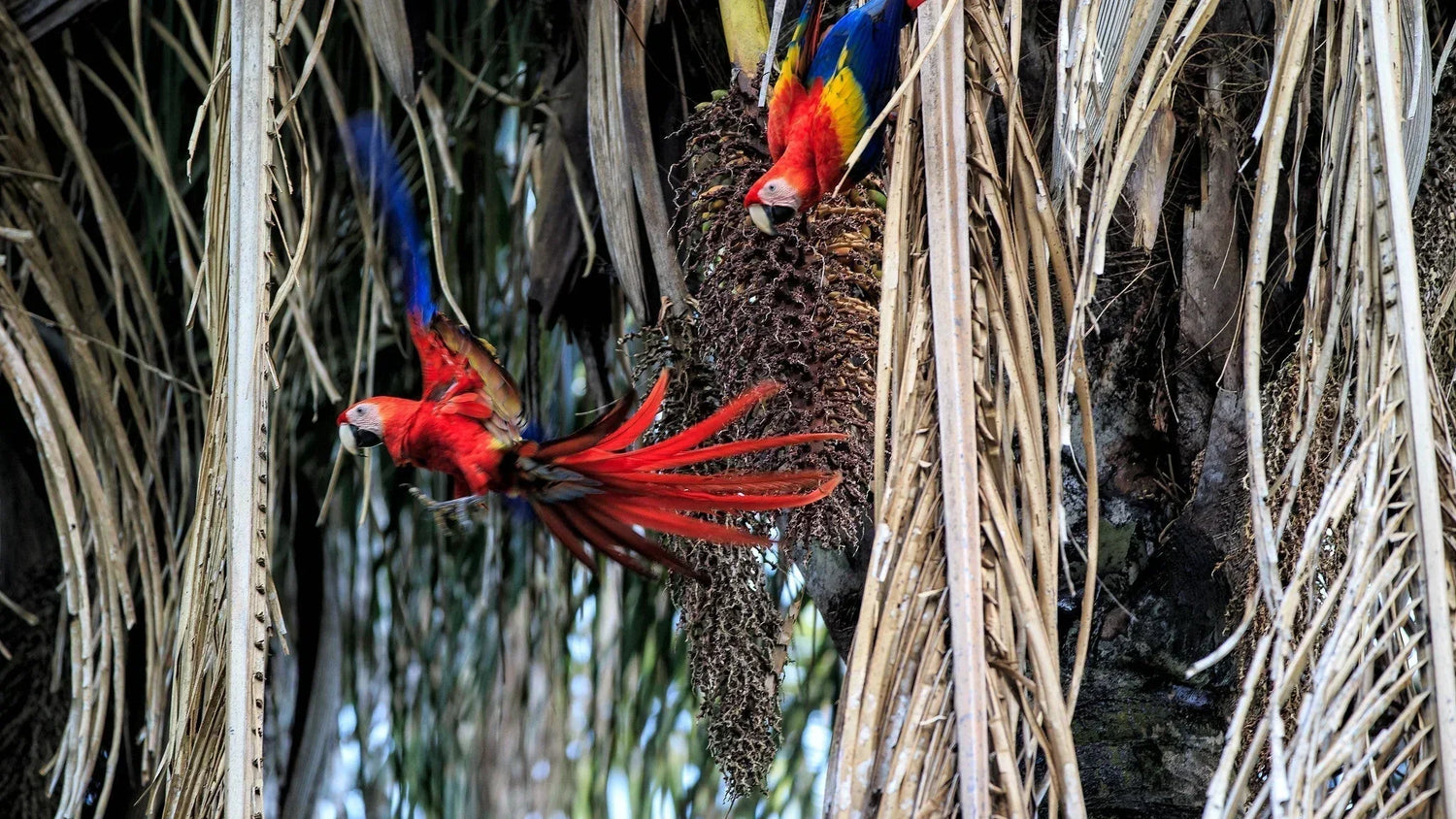 Costa Rica’s Wild Side: Unforgettable Animal Encounters