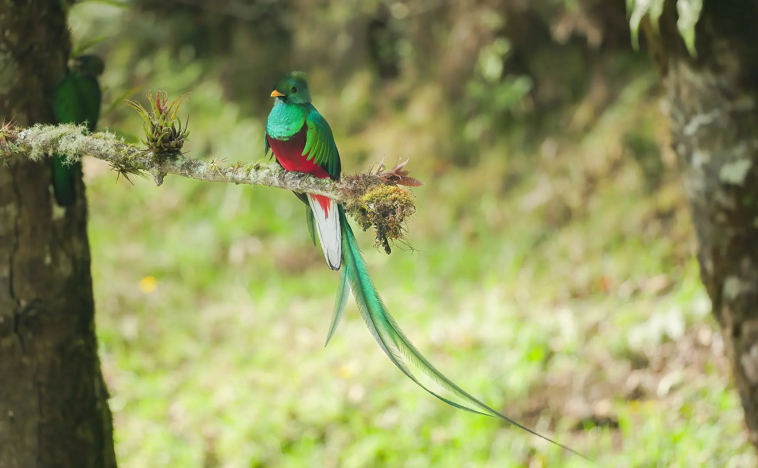 Birding Lodges in Costa Rica: Where to Stay for the Best Birdwatching