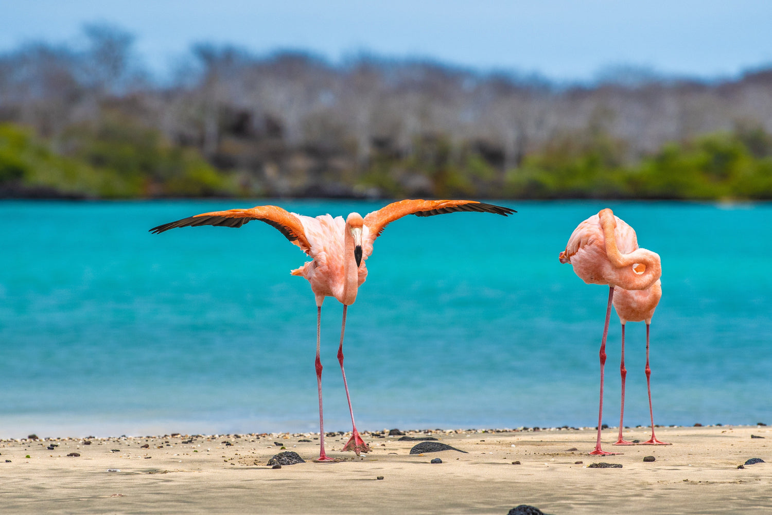 Galápagos Naturalist Guides: Why They Matter & What They Do