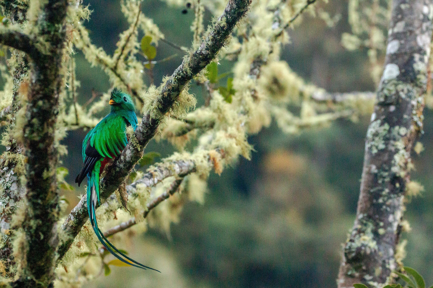 15 Best Wildlife Experiences in Central America & the Caribbean