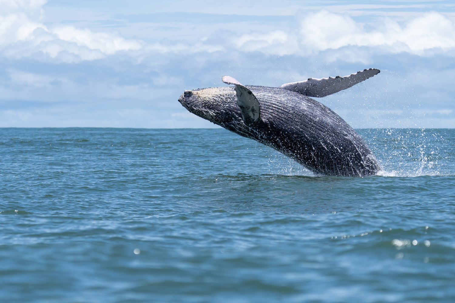Top 7 Best Wildlife Destinations in Costa Rica