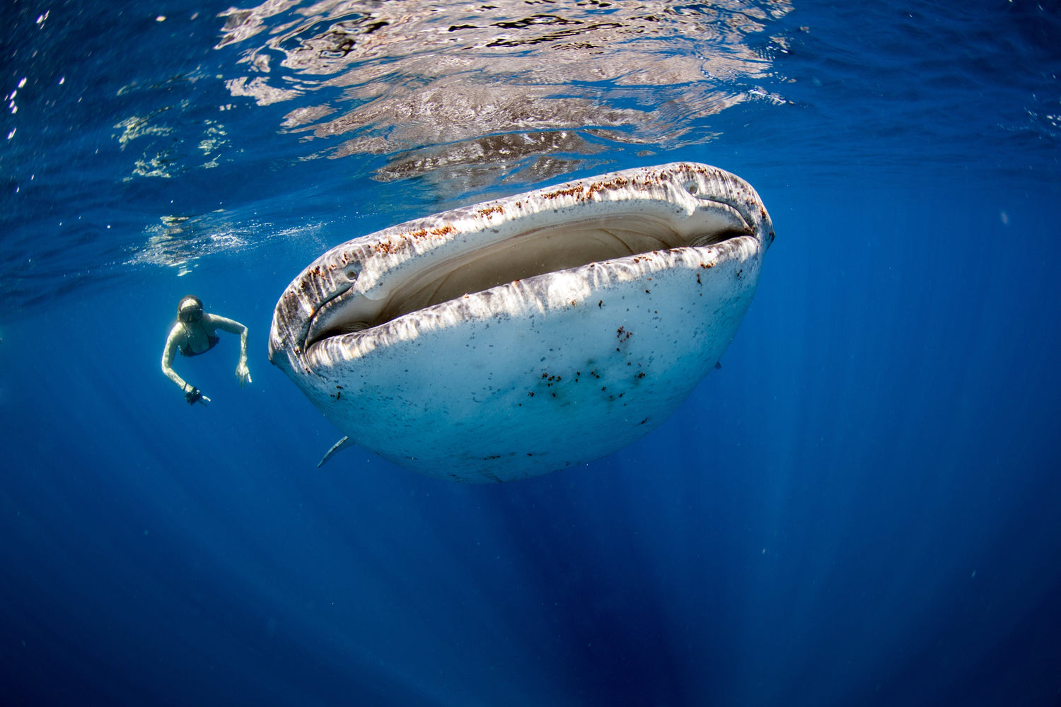 Where to Swim with Whale Sharks: Top Global Spots and Tips for an Unforgettable Ethical Encounter