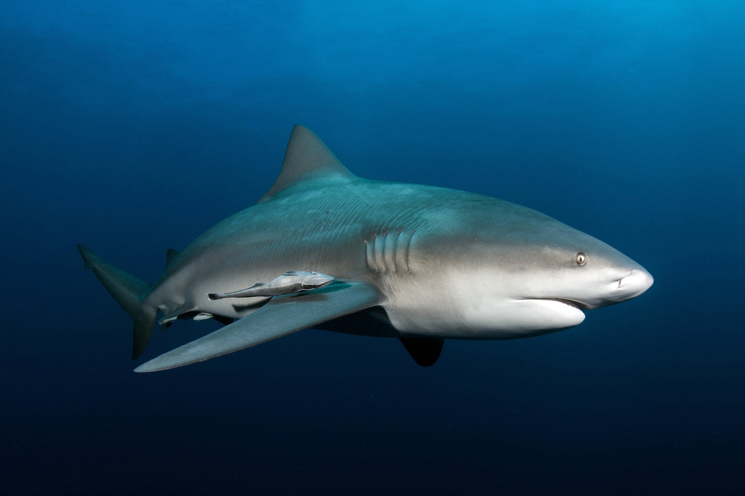 Lake Nicaragua's Sharks