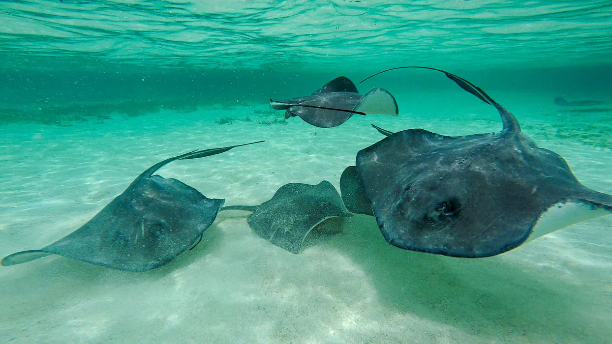 Two stingrays swimming in clear turquoise water; Belize Shark Ray Alley Ambergris Caye