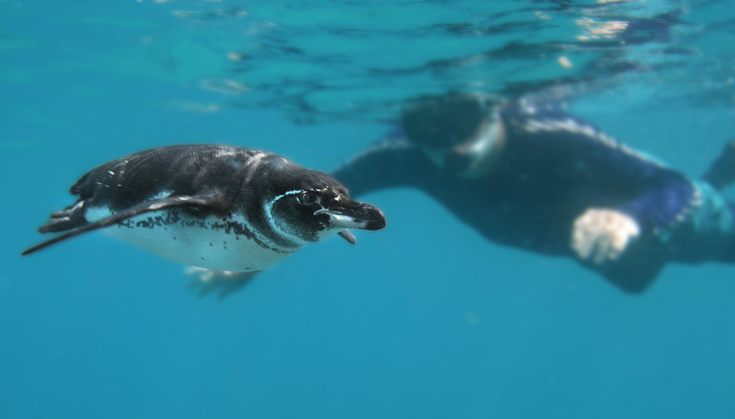 Galápagos Adventure Tours: A Practical Guide to Active Island Exploration
