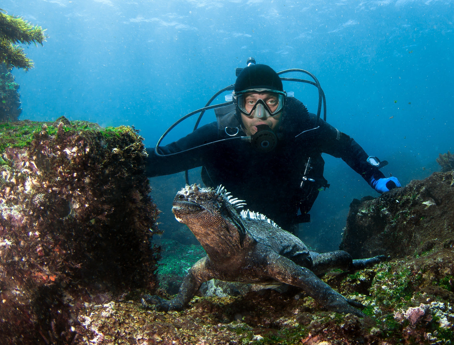 Galapagos Diving & Snorkeling Guide