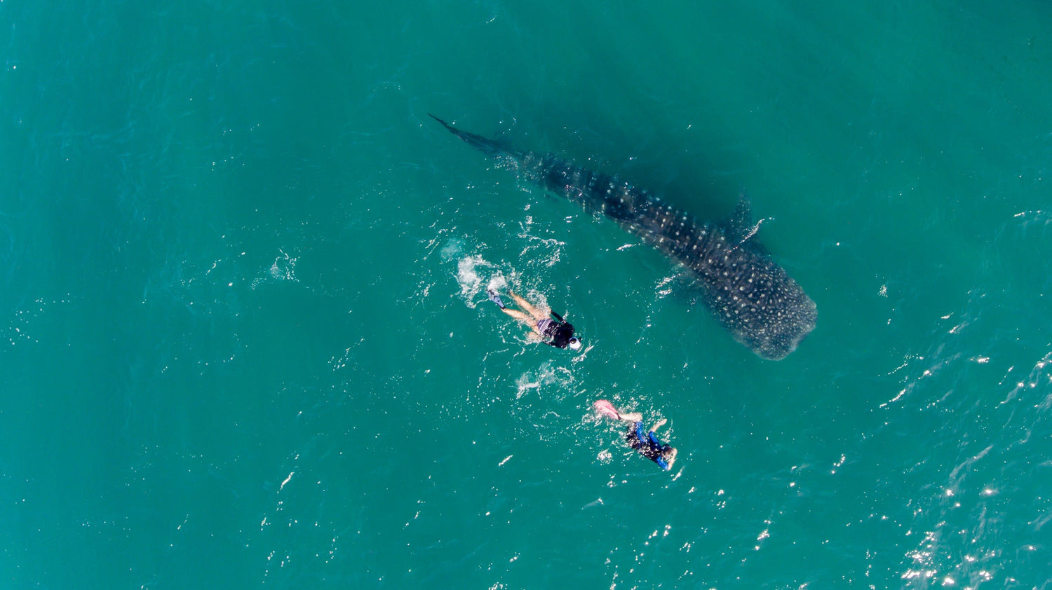 How to Plan Whale Shark Snorkeling in Belize