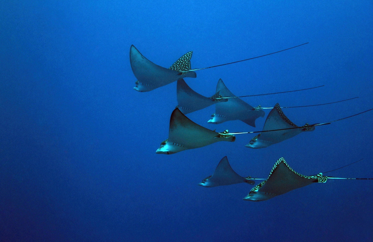 A Guide to Scuba Diving in the Caribbean