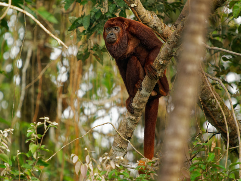 Amazon Ecuador howler monkey