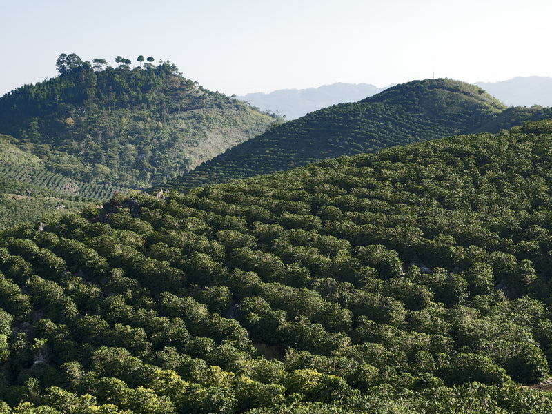 Antigua Guatemala coffee farm