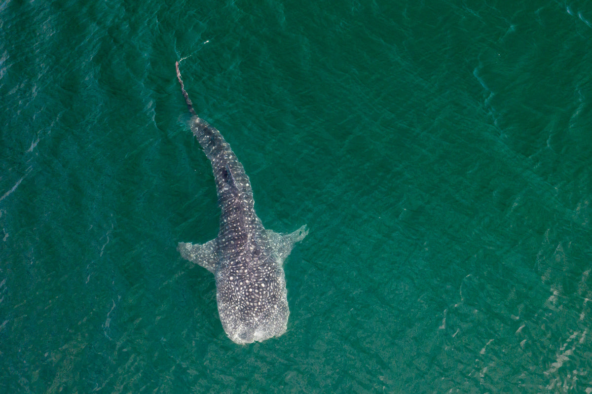 Baja California Mexico whale shark aerial La Paz