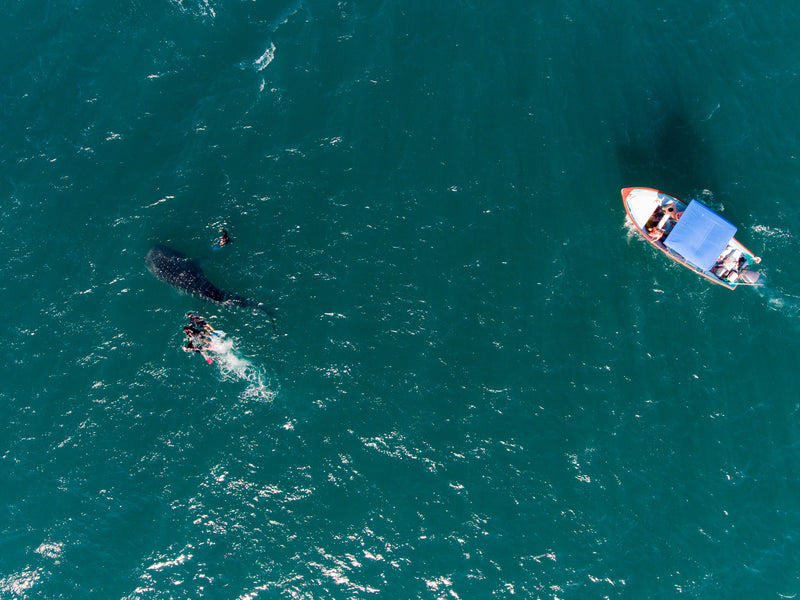 Baja California Mexico La Paz shark swim aerial
