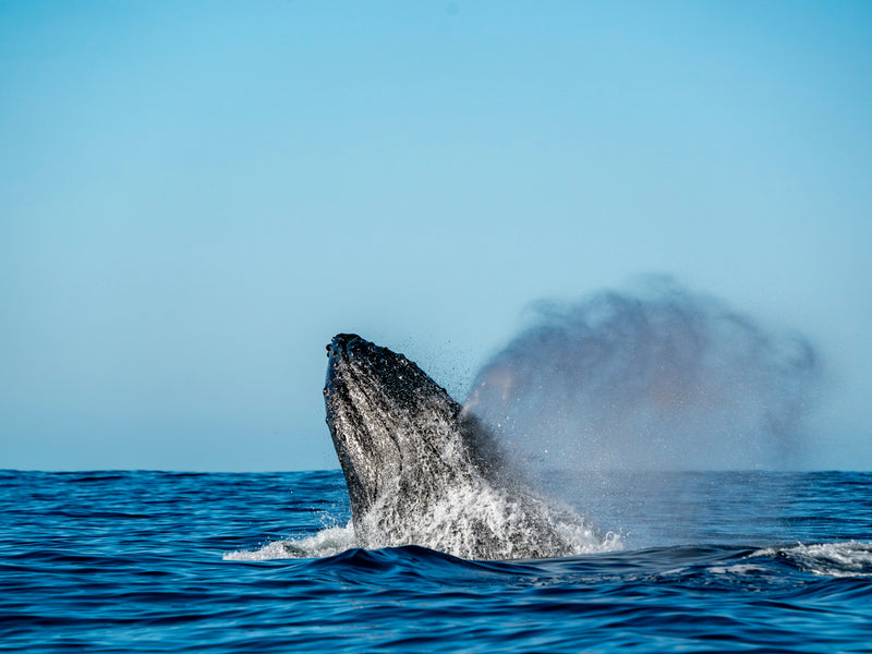 Mexico whale watching Baja California