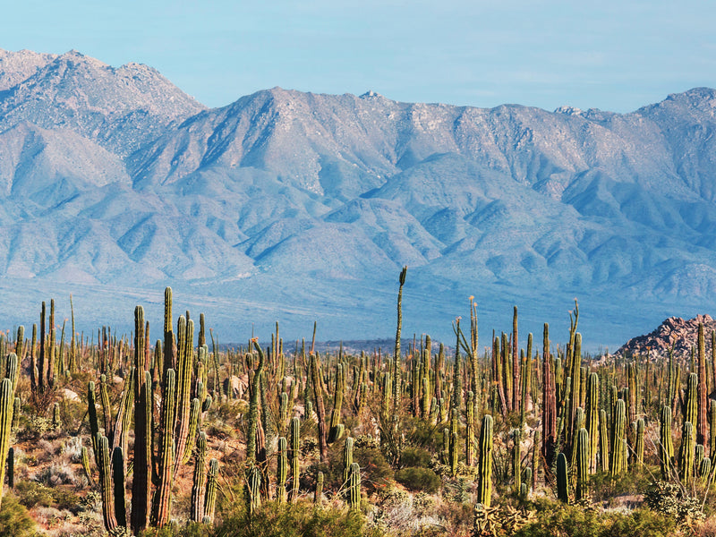 Baja California cacti Mexico