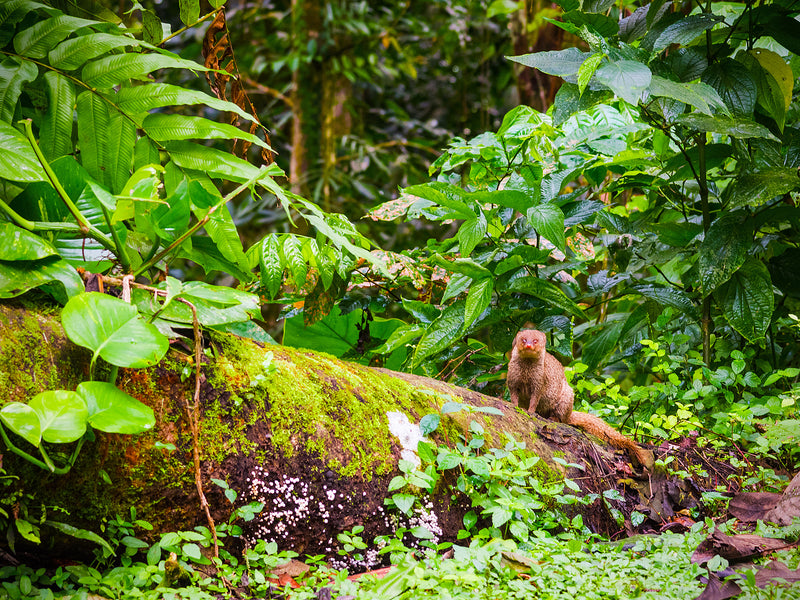 Guadalupe Basse Terre highlands mongoose