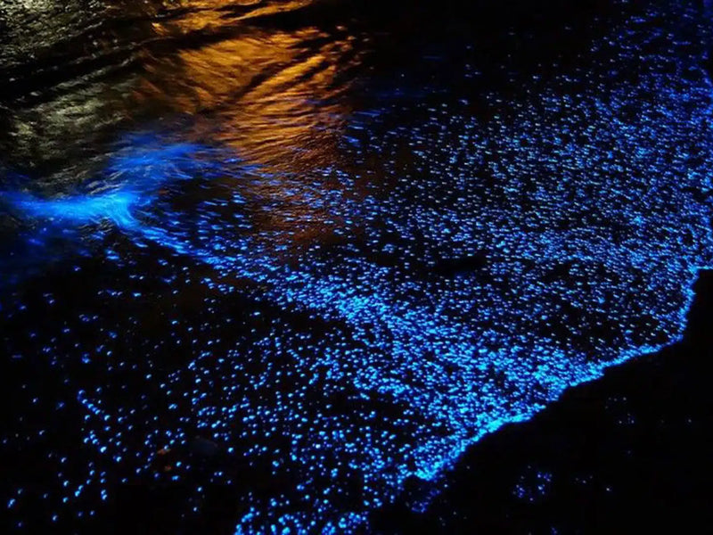 Belize bioluminescence Jaguar Reef
