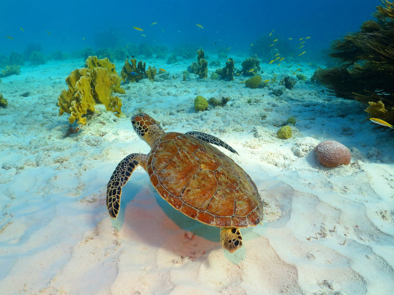 Sea turtle swimming near coral and fish in clear blue water. Belize.