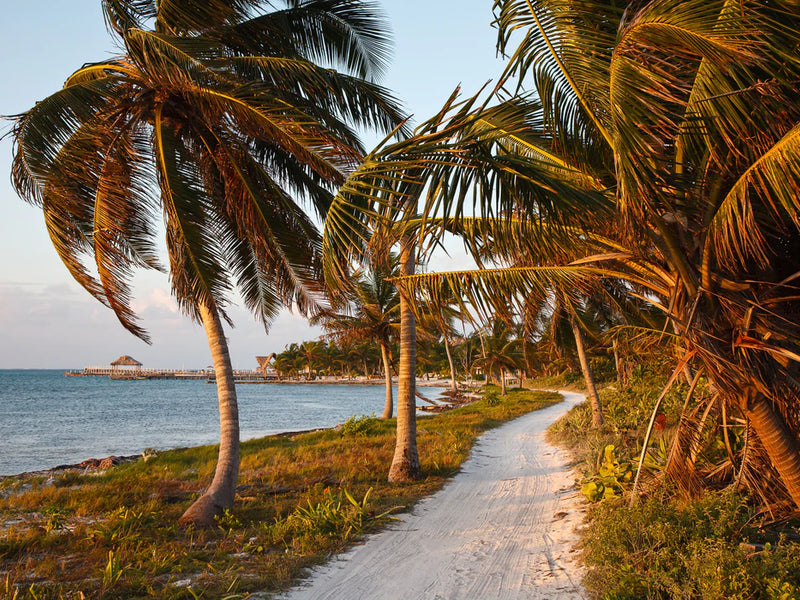 Pathway lined with palm trees leading to a body of water; Ambergris Caye, Belize