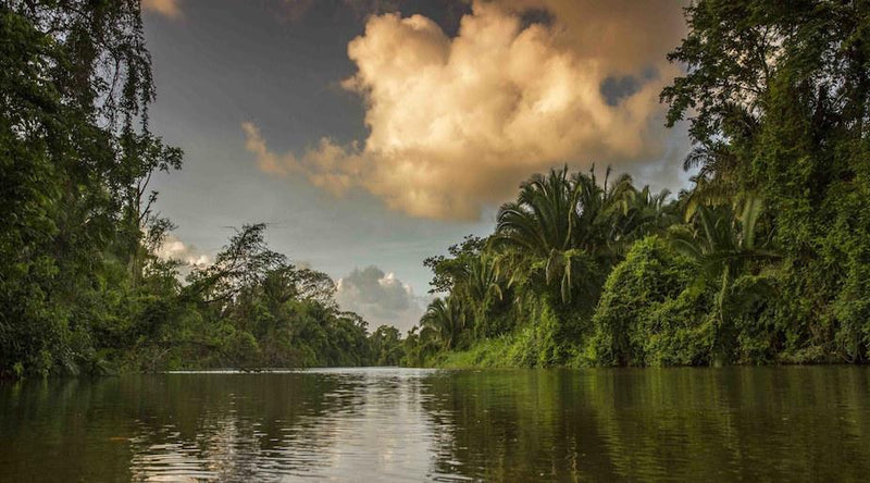 River flowing through a lush green forest with a large cloud in the sky; Copal Tree Lodge, Punta Gorda, Belize