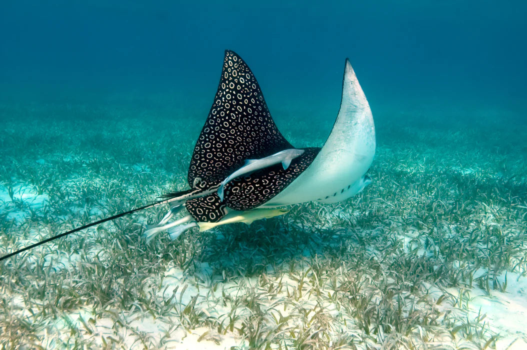 Spotted eagle ray swimming in clear blue water over a sandy ocean floor, Hol Chan Marine Reserve, Ambergris Caye, Belize