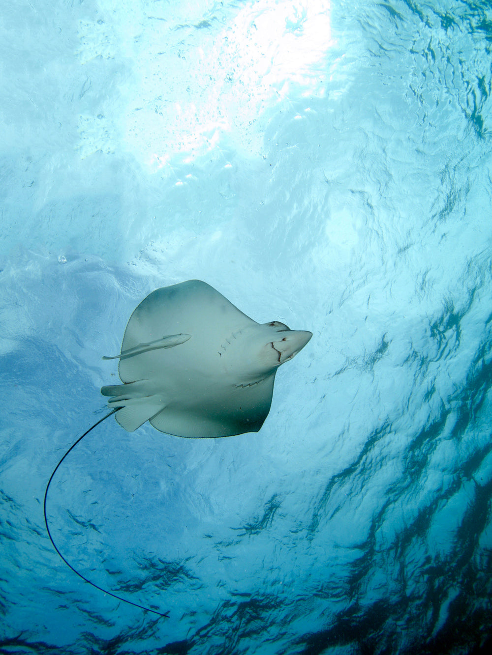Ray fish swimming in clear blue water; Belize Ambergris Caye portrait