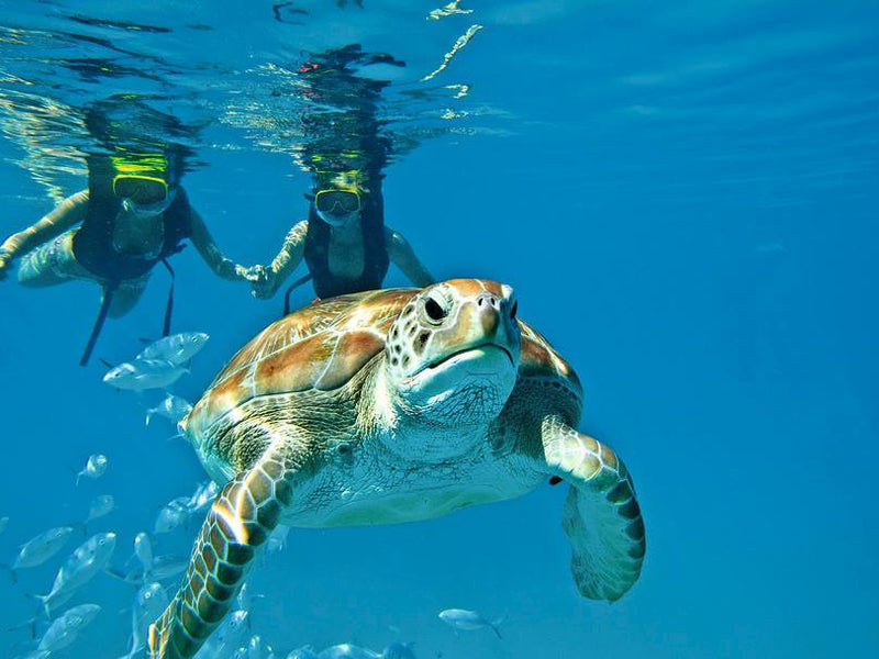 Two snorkelers observing a turtle underwater in clear blue water; Belize
