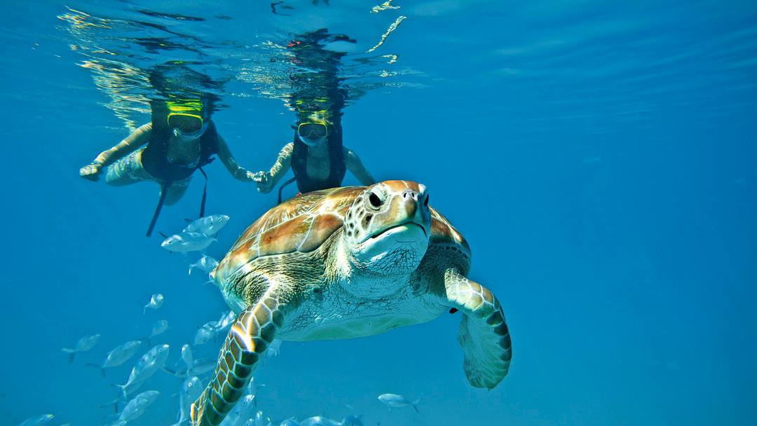 Two snorkelers observing a turtle underwater in clear blue water; Belize