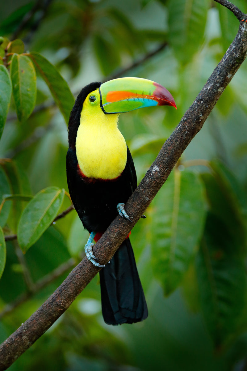 Colorful toucan perched on a branch with a green leafy background; Belize jungle portrait