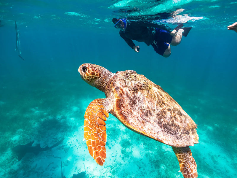 Turtle swimming in clear blue water with a person snorkeling in the background; Belize