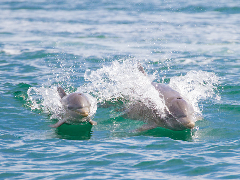 Bocas del Toro Panama dolphins