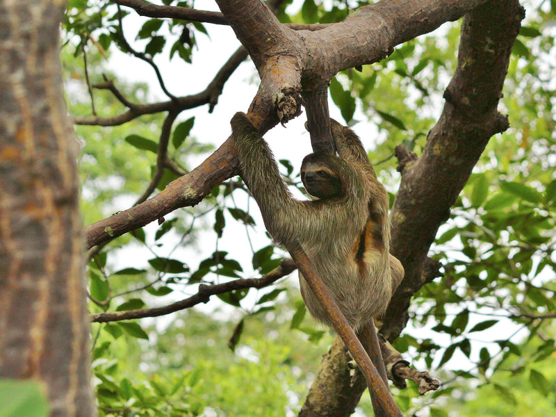Bocas del Toro Panama sloth