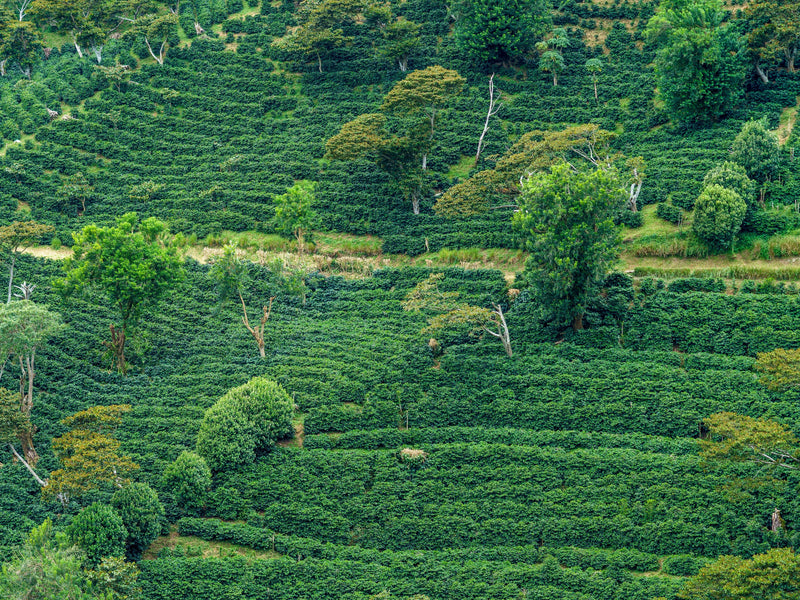 Boquete Panama coffee fields finca farm