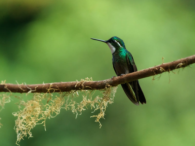 Boquete Panama hummingbird emerald