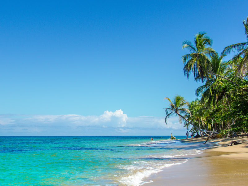 Beach with palm trees and clear blue water under a bright blue sky. Cahuita, Costa Rica.