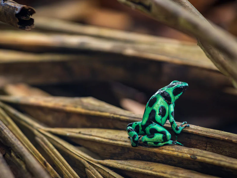 Green and black frog on a branch with a blurred natural background; Cahuita poison dart frog, Costa Rica
