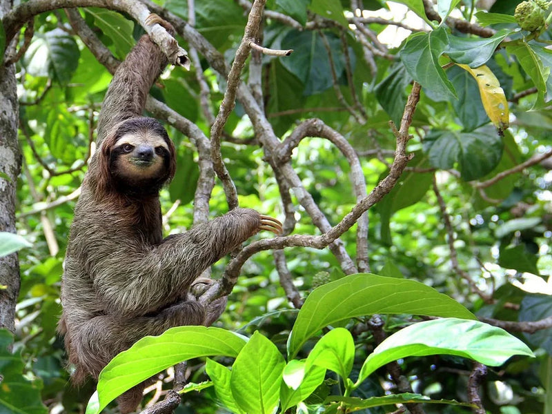 Sloth hanging from a branch in a lush green forest; Cahuita, Costa Rica