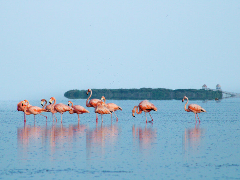 Isla Holbox Mexico Casa Las Tortugas flamingos