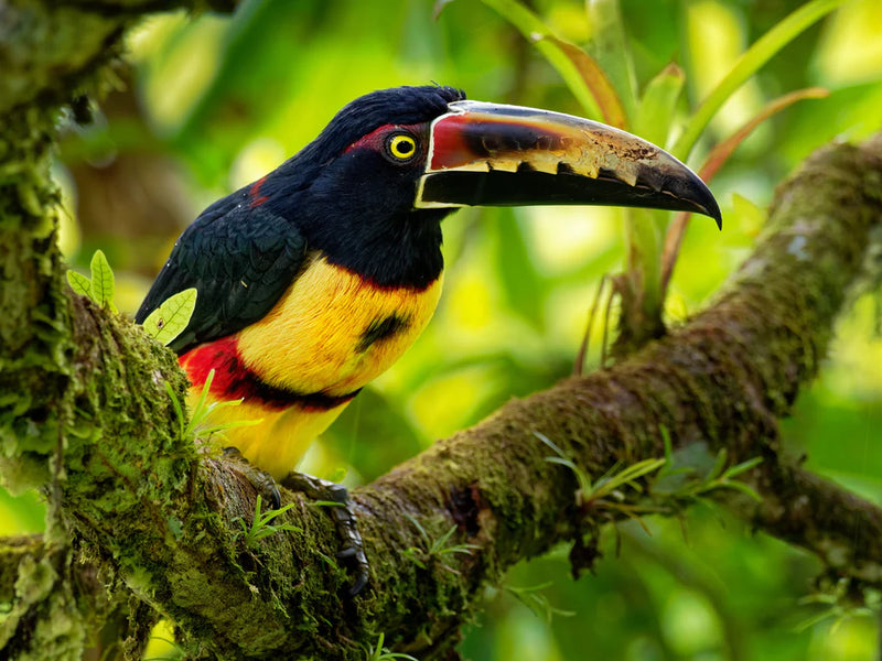 Colorful toucan perched on a branch with a green leafy background; Copal Tree Lodge, Punta Gorda, Belize