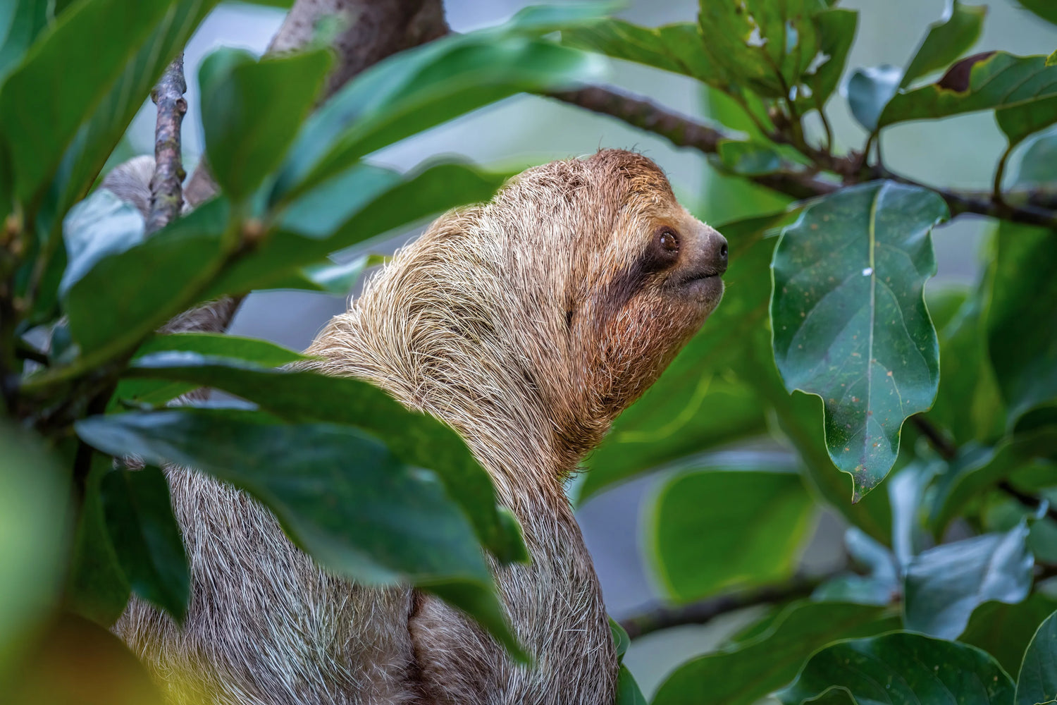 Sloth peeking out from behind green leaves; Manuel Antonio, Costa Rica.