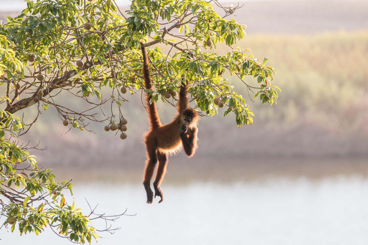 Spider monkey hanging from a tree branch with a blurred natural background; Costa Rica