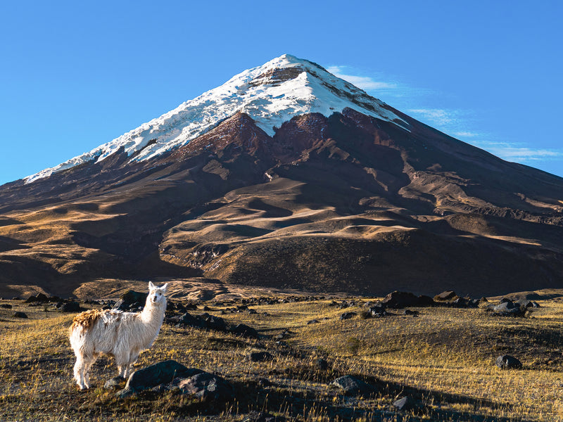Ecuador Cotopaxi llama