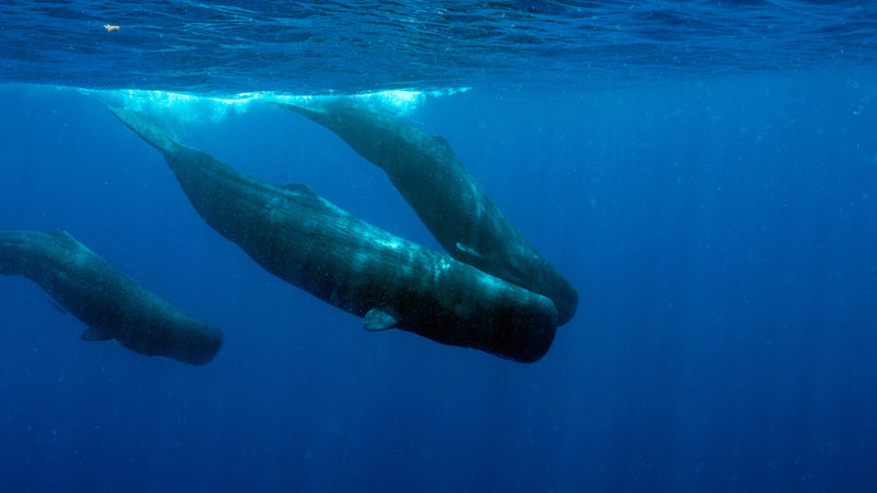 Dominica sperm whales