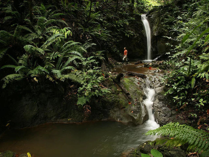 Person standing near a waterfall in a lush forest; El Remanso, Osa Peninsula, Cabo Matapalo, Costa Rica