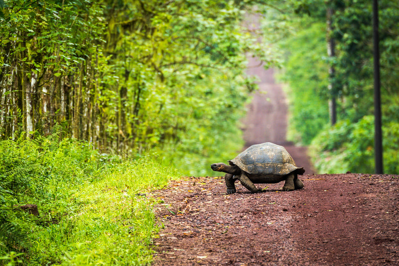 Tortoise walking on a dirt path surrounded by greenery; Galapagos Ecuador giant tortoise