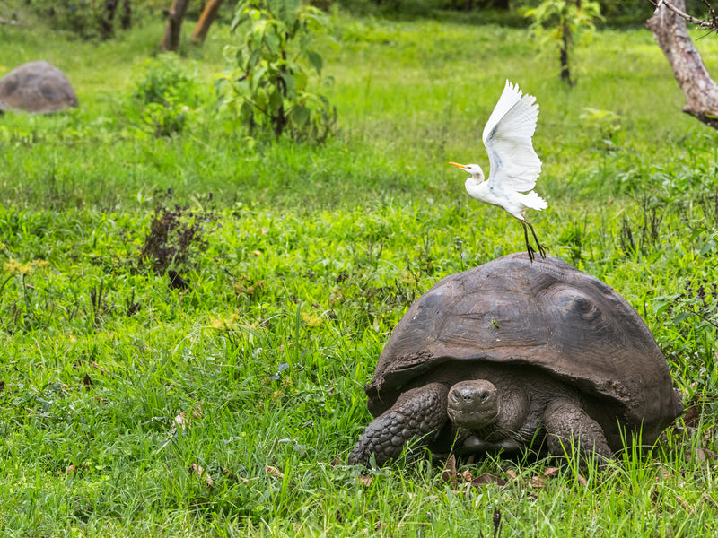 Giant tortoise Santa Cruz