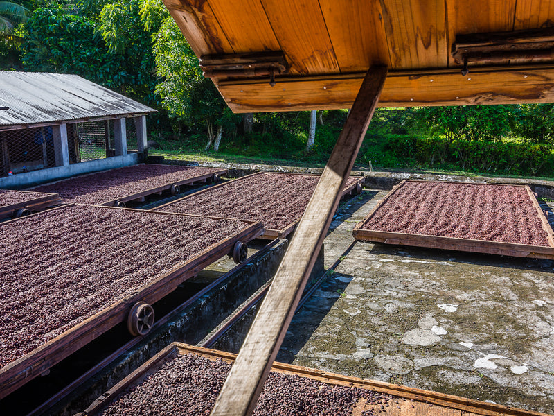 Grenada cacao processing