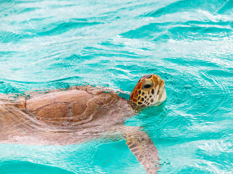 Grenadines turtle surfacing