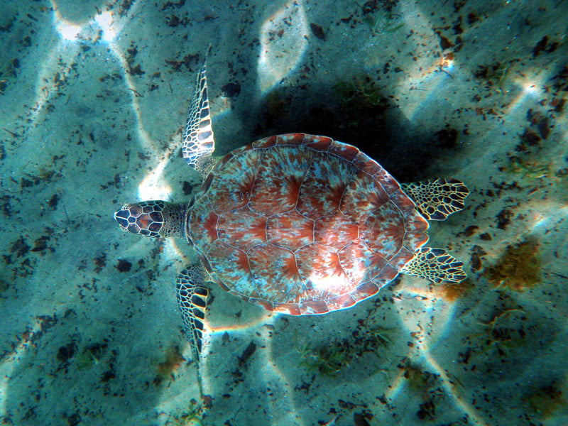Guadeloupe snorkeling with turtle