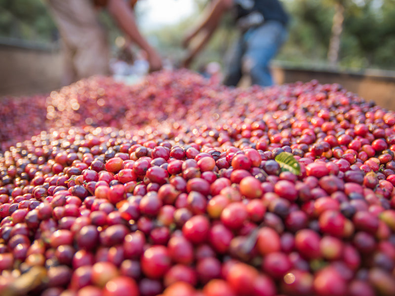 Guatemala coffee farm cherries close up